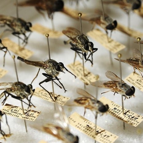 450,000 Genetically Modified Mosquitoes Were Released Every Week for Two Years